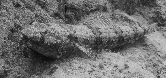 Santa Cruz de Ténérife, Espagne - fish