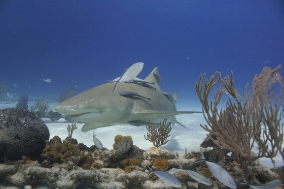 Tiger Beach, The Bahamas