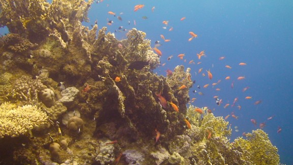 Red Sea
