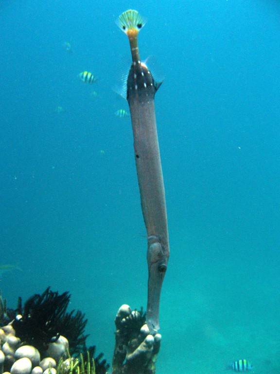 Baturiti, Indonesien
