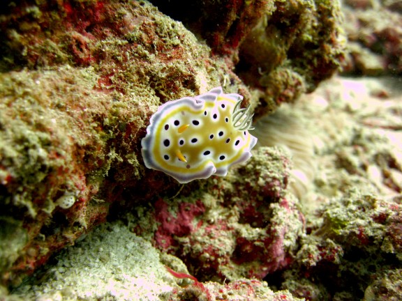 Andaman, Indien