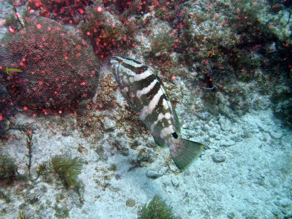 Key Largo
