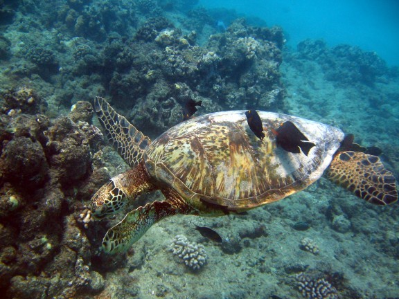 Hawaii