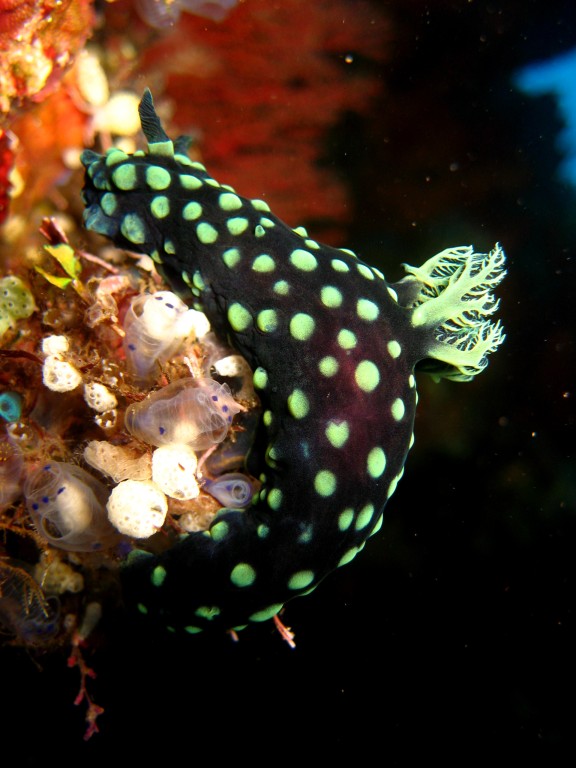Baturiti, Indonesien