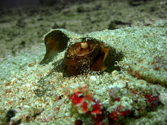 Cebu, Filippinerna