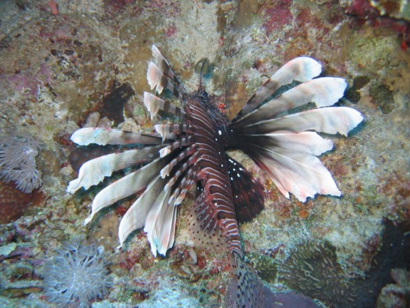 egitto sharm