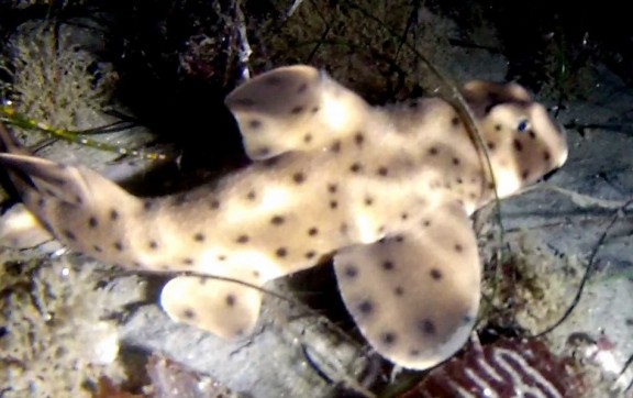 San Diego, United States