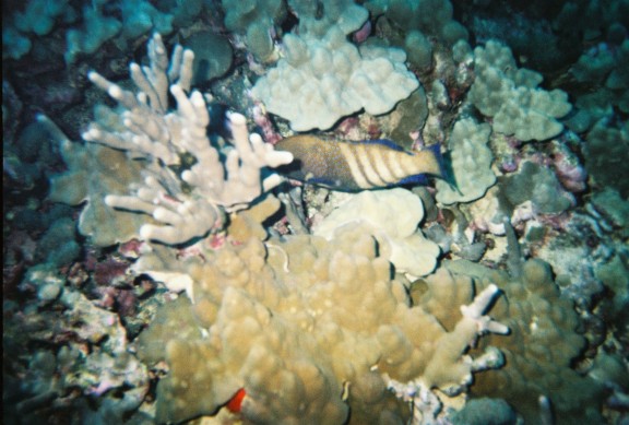 Kailua-Kona, United States
