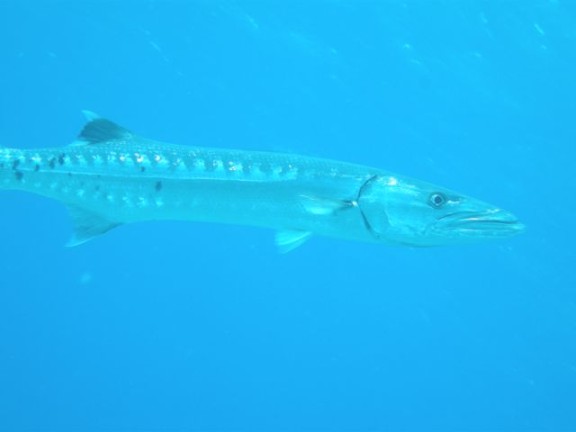 Seychelles