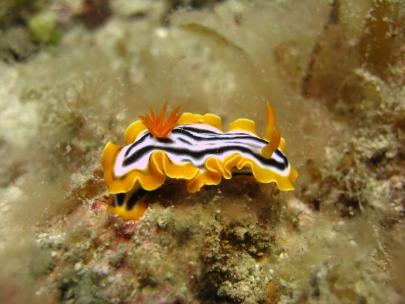 Andaman, Indien