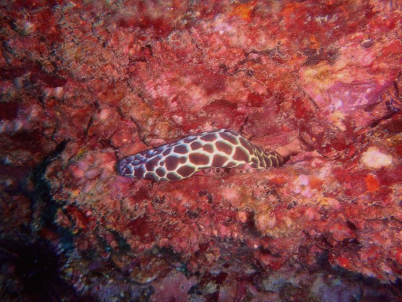 similan Islands