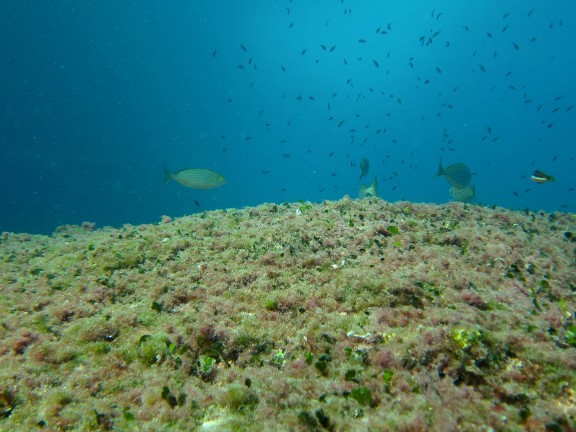Benidorm, España - fish