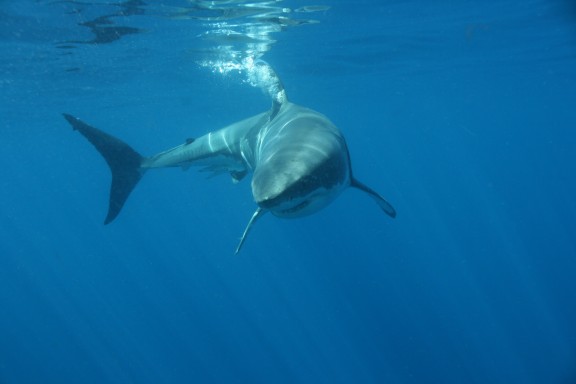Isla Guadalupe, Mexico