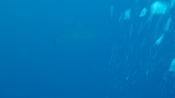 Red Sea 