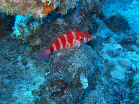 Honolulu, United States