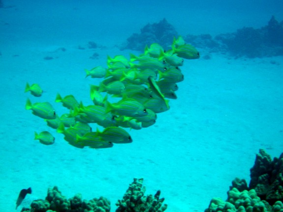 Hawaii