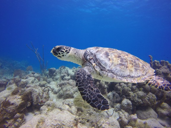 Frederiksted, Islas Vírgenes de los Estados Unidos