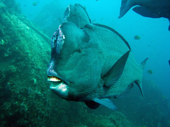 Baturiti, Indonesien - fish