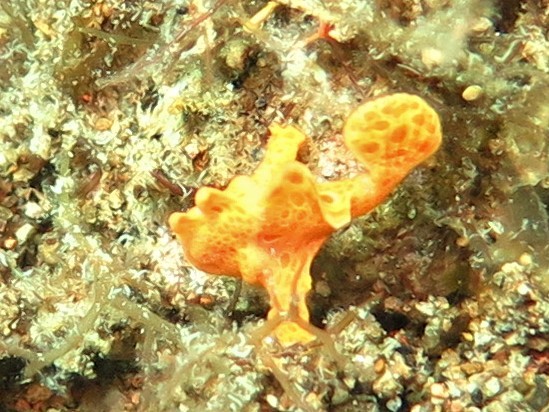 Dauin, Philippinen