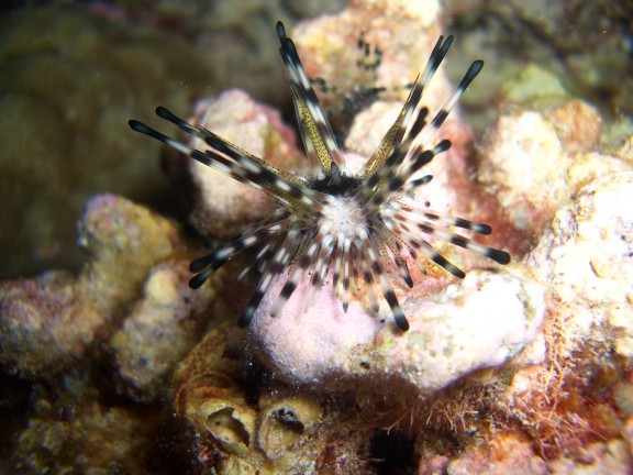 Kailua-Kona, United States