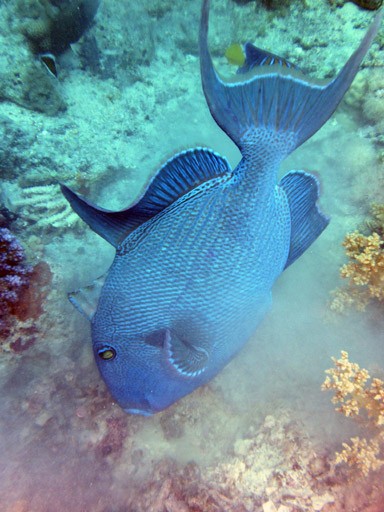 Red Sea