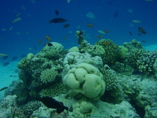 Fihalholi, Maldives